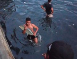 Heboh Penemuan Ikan Bubara di Sungai Batumerah, Ini Kata LIPI Ambon