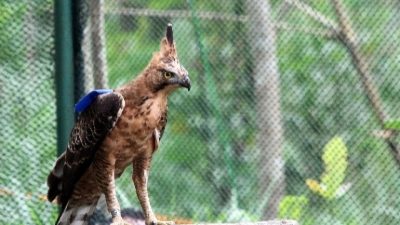 Hari Lahir Pancasila, Elang Jawa Sang Garuda Lambang Negara RI