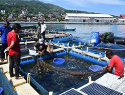 Ratusan Ikan Mati Mendadak di Hative Diduga Terpapar Limbah PLN