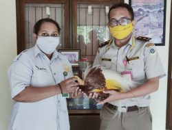 Karantina Ternate Gagalkan Penyelundupan Burung Cenderawasih