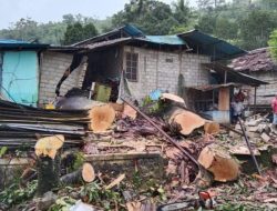 Diterjang Angin Kencang, Pohon Tumbang Timpa Rumah Warga Halong