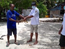 BKSDA Tual Lepasliarkan Penyu Sisik Terjerat Jaring Nelayan