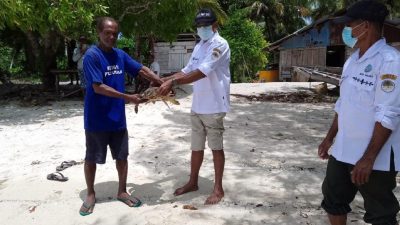 BKSDA Tual Lepasliarkan Penyu Sisik Terjerat Jaring Nelayan