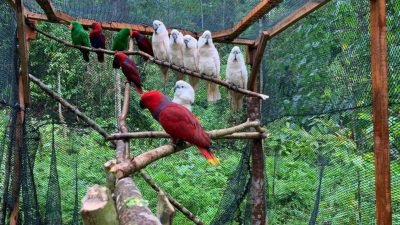 BKSDA Lepasliarkan 14 Satwa Endemik di Pulau Seram
