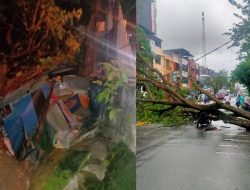 Angin Kencang Tumbangkan Pohon di Ambon Timpa Lapak Pedagang