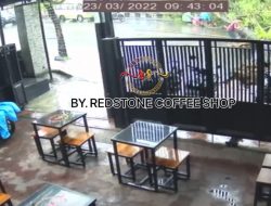 Detik-detik Pengendara Motor Tertimpa Pohon Tumbang di Ambon Terekam CCTV, Mengerikan!