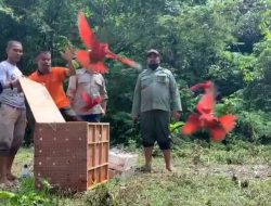 25 Burung Nuri Dilepasliarkan ke Habitatnya di Pulau Buru