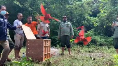 25 Burung Nuri Dilepasliarkan ke Habitatnya di Pulau Buru
