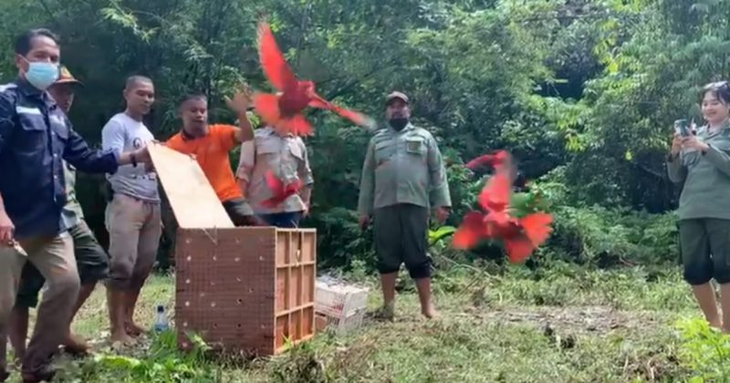 25 BURUNG