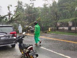 Waspada! Pohon Tumbang, Banjir dan Longsor Kepung Ambon