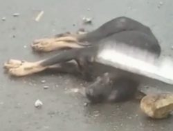 Anjing Rabies Gigit 26 Warga, Pj Walkot Ambon Minta Polisi Tembak