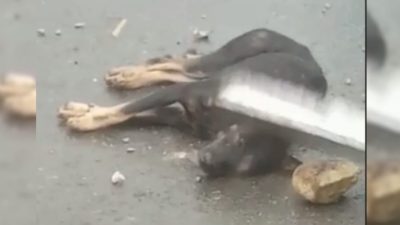Anjing Rabies Gigit 26 Warga, Pj Walkot Ambon Minta Polisi Tembak