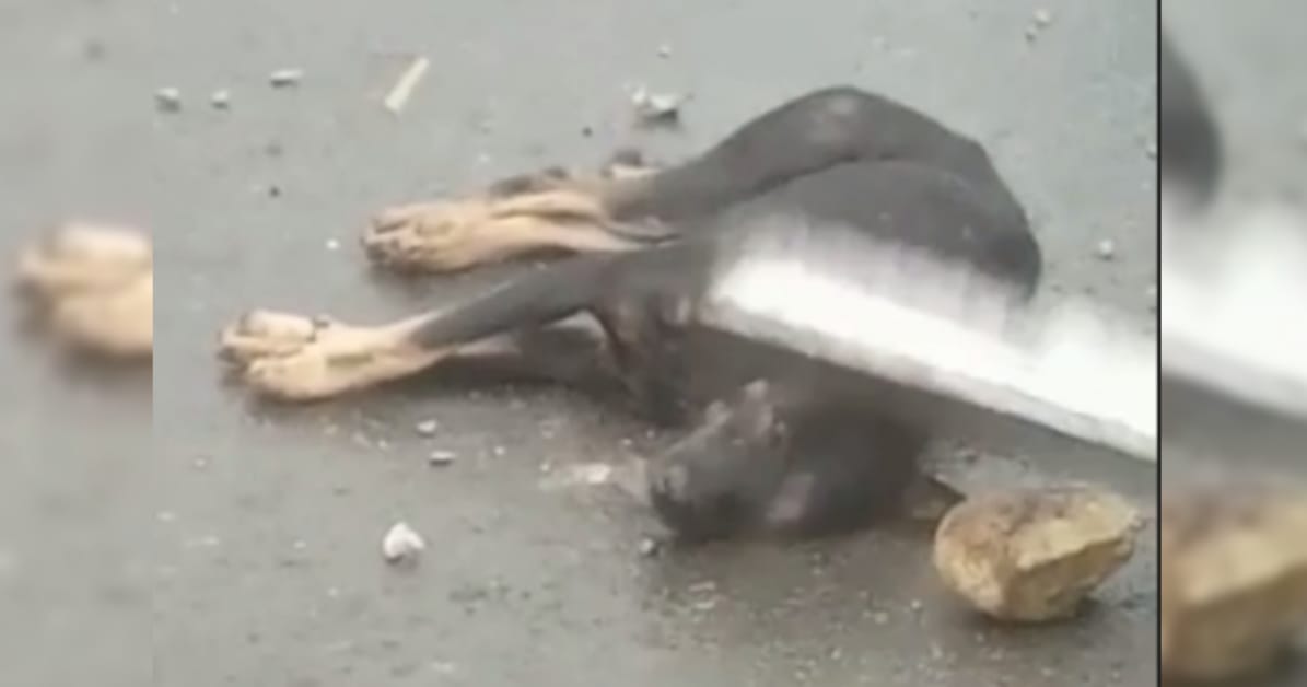 ANJING WARGA