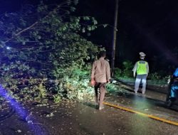 Waspada! Pohon Tumbang di Suli Tutup Badan Jalan