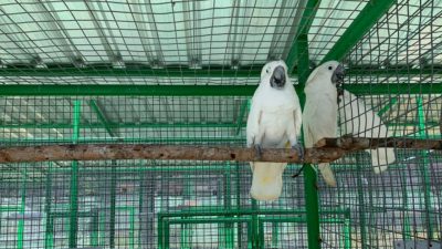 8 Ekor Satwa Liar Diselundupkan ke Jawa Dikembalikan ke Maluku  