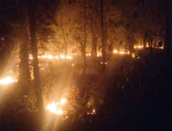 Hutan Jati di MBD Terbakar, Polisi & Warga Pakai Ranting Pohon Padamkan Api