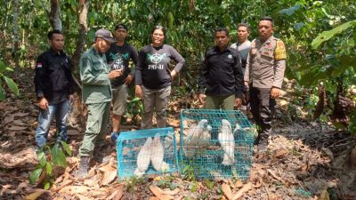 BKSDA Lepas 5 Ekor Kakatua Maluku ke Habitatnya di Gunung Sahuwai