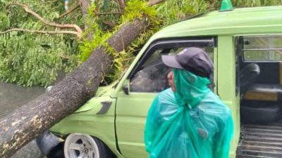 Hujan Deras Guyur Ambon, Pohon Tumbang Timpa Mobil Angkot