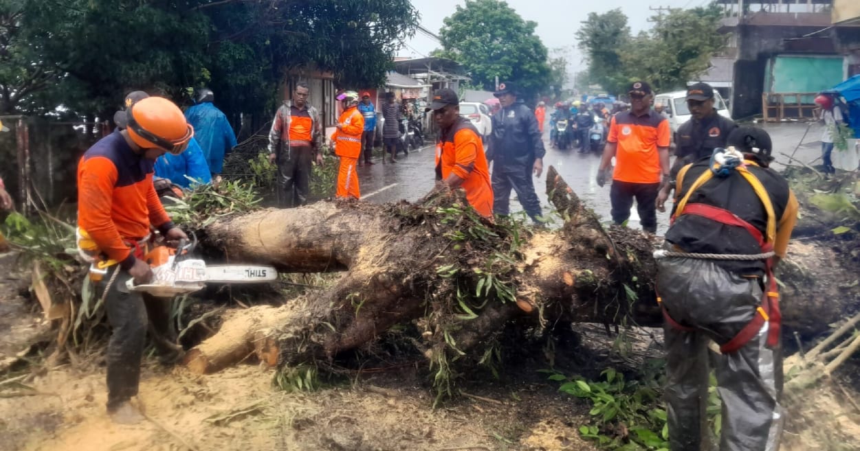 TEBANG POHON