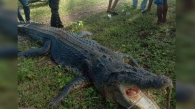 Kawanan Buaya di Buru Selatan Mengamuk, Polisi Imbau Warga Waspada