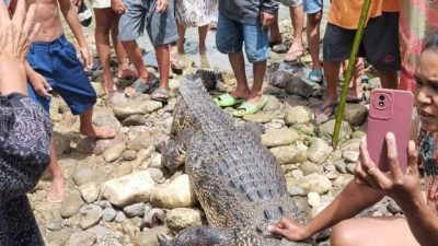 Buaya Teror Warga di Ambon Ditemukan Mati Mengapung