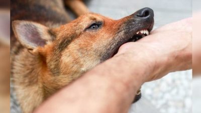 6 Warga Ambon Tewas Digigit Anjing Rabies, Pemkot Ambil Langkah Antisipasi
