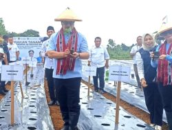 Jaga Ketahanan Pangan dan Tekan Inflasi, Gubernur Pimpin Penanaman Anakan Cabai