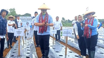 Jaga Ketahanan Pangan dan Tekan Inflasi, Gubernur Pimpin Penanaman Anakan Cabai