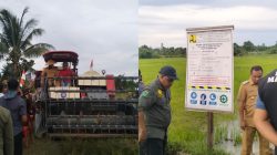 Bupati SBT-Anggota DPR RI Panen Padi Gunakan Combine Harvester