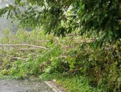 Cuaca Buruk, Sejumlah Pohon Tumbang Halangi Jalan di Desa Nuruwe SBB
